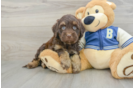 Funny Havapoo Poodle Mix Pup