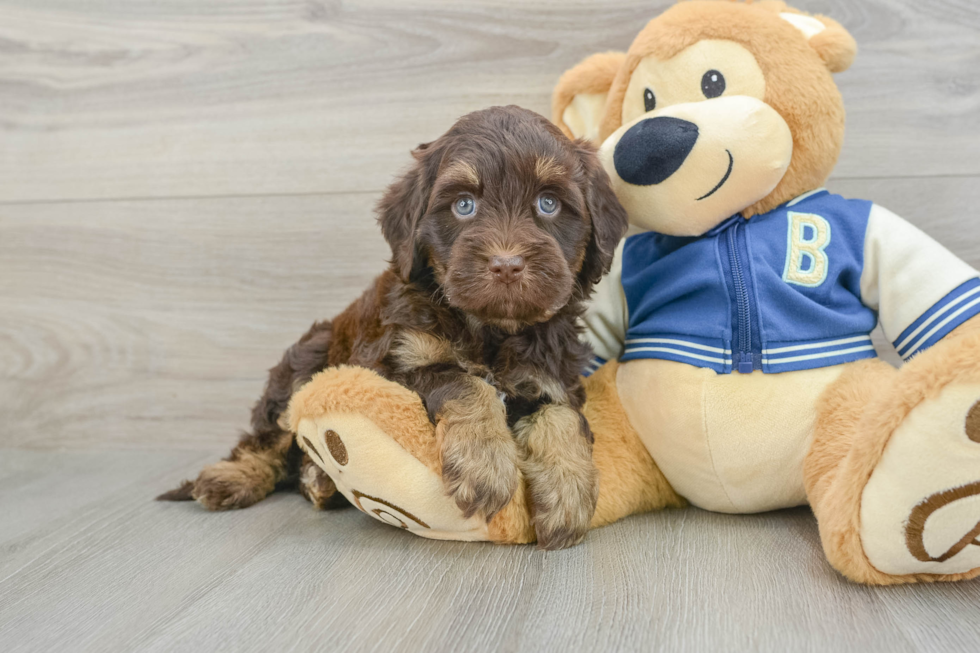 Funny Havapoo Poodle Mix Pup