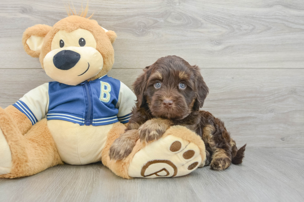 7 week old Havapoo Puppy For Sale - Simply Southern Pups