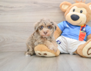 7 week old Havapoo Puppy For Sale - Simply Southern Pups