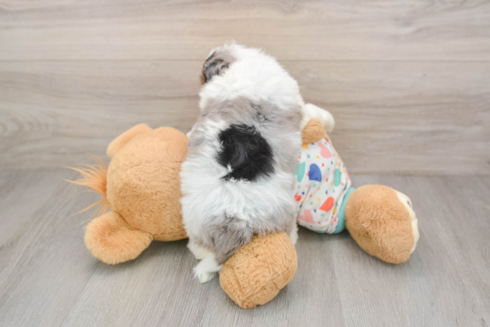 Cute Havapoo Baby