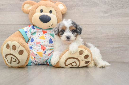 Havapoo Pup Being Cute