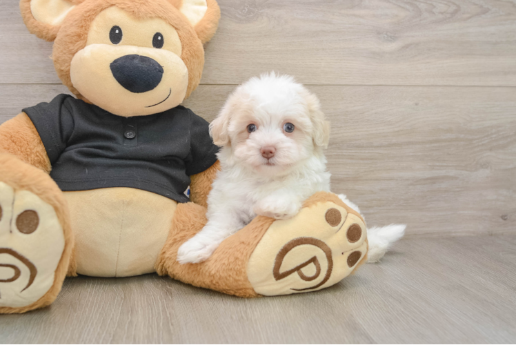 Friendly Havapoo Baby