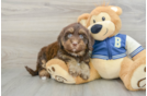 Funny Havapoo Poodle Mix Pup
