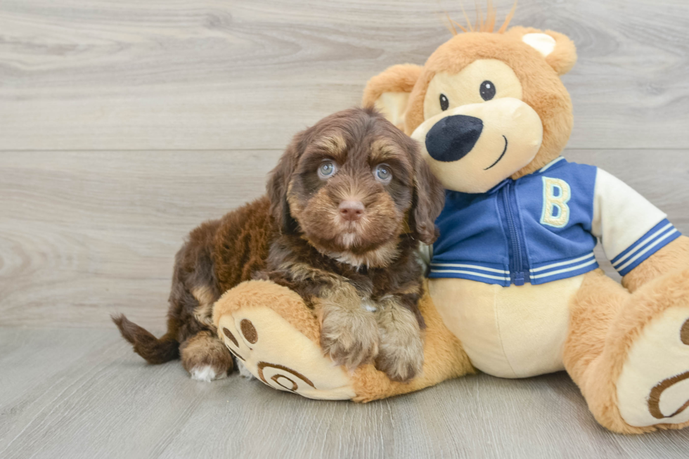 Funny Havapoo Poodle Mix Pup