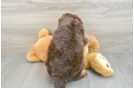 Petite Havapoo Poodle Mix Pup