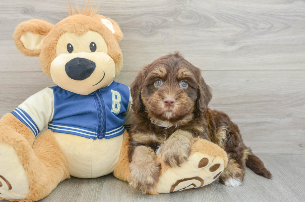 7 week old Havapoo Puppy For Sale - Simply Southern Pups