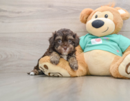 6 week old Havapoo Puppy For Sale - Simply Southern Pups