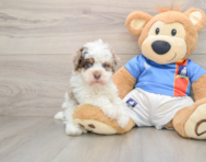 7 week old Havapoo Puppy For Sale - Simply Southern Pups