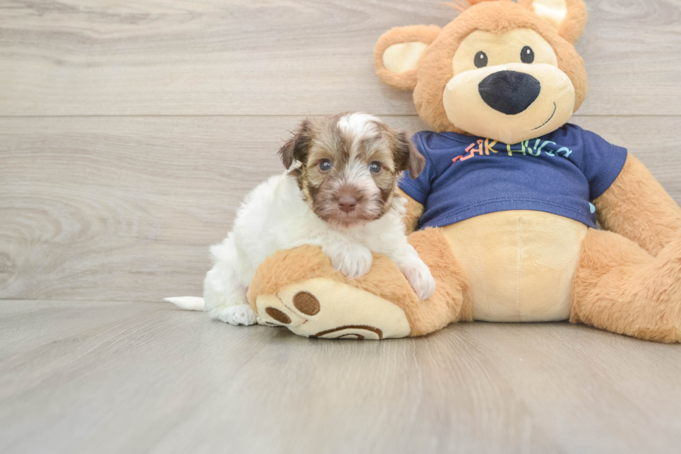 Cute Havapoo Baby