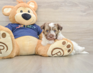 8 week old Havapoo Puppy For Sale - Simply Southern Pups