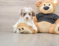 8 week old Havapoo Puppy For Sale - Simply Southern Pups