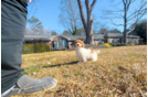 Cute Havadoodle Poodle Mix Puppy