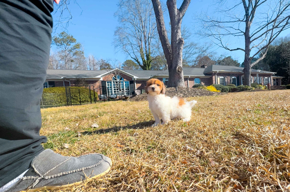 11 week old Havapoo Puppy For Sale - Simply Southern Pups