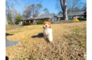 Cute Havadoodle Poodle Mix Puppy