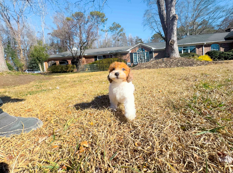 Cute Havadoodle Poodle Mix Puppy