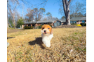 Cute Havadoodle Poodle Mix Puppy