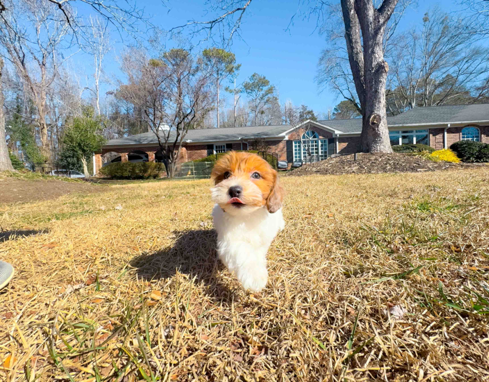 Cute Havadoodle Poodle Mix Puppy