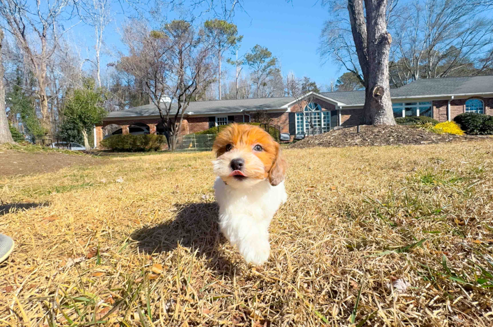 10 week old Havapoo Puppy For Sale - Simply Southern Pups