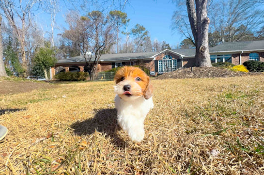 Cute Havadoodle Poodle Mix Puppy