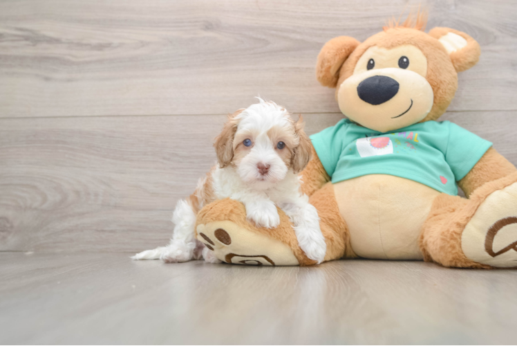 Havapoo Puppy for Adoption