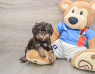 7 week old Havapoo Puppy For Sale - Simply Southern Pups