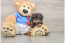 Hypoallergenic Havadoodle Poodle Mix Puppy