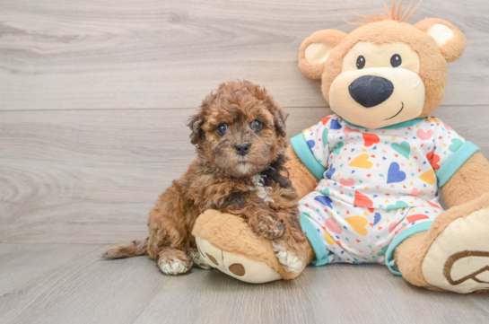 Best Havapoo Baby