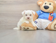 5 week old Morkie Puppy For Sale - Simply Southern Pups