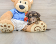 5 week old Morkie Puppy For Sale - Simply Southern Pups
