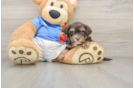 Cute Havashire Mix Pup