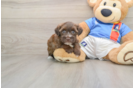 Havashire Puppy for Adoption