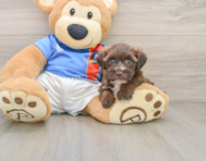 5 week old Morkie Puppy For Sale - Simply Southern Pups