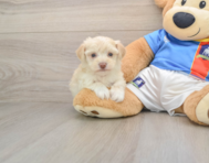5 week old Morkie Puppy For Sale - Simply Southern Pups