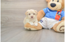 Cute Havashire Mix Puppy