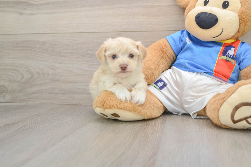 Cute Havashire Mix Puppy