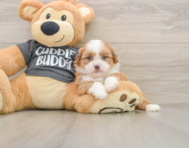 6 week old Havashu Puppy For Sale - Simply Southern Pups