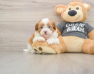6 week old Havashu Puppy For Sale - Simply Southern Pups