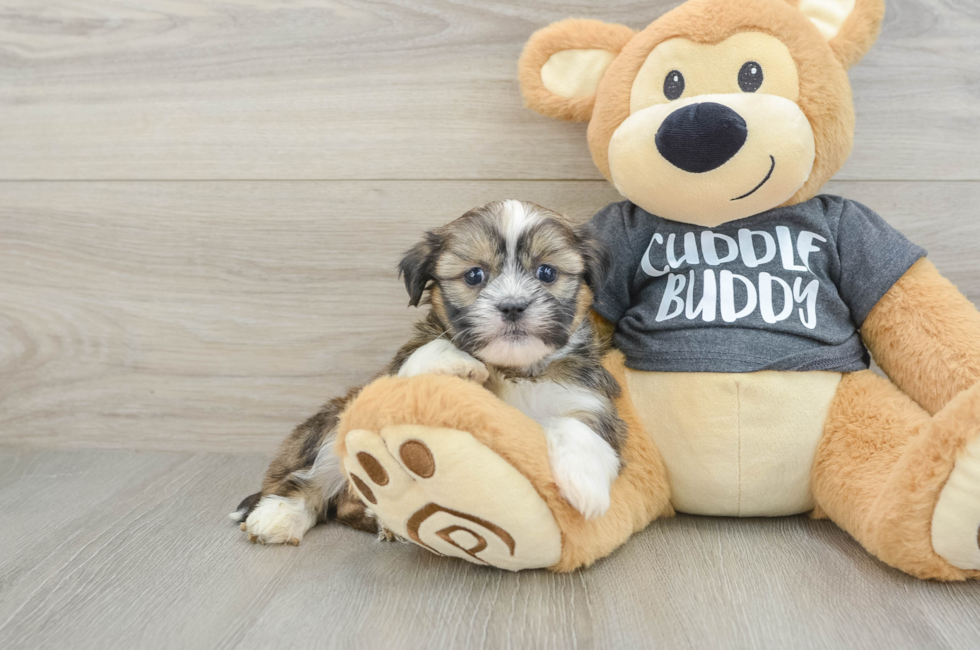 6 week old Havashu Puppy For Sale - Simply Southern Pups