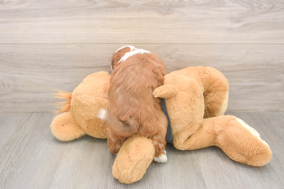 Fluffy Havashu Designer Pup