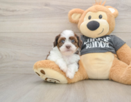 5 week old Havashu Puppy For Sale - Simply Southern Pups