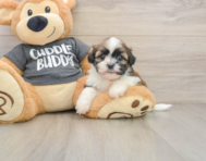 5 week old Havashu Puppy For Sale - Simply Southern Pups