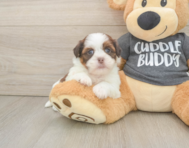 5 week old Havashu Puppy For Sale - Simply Southern Pups