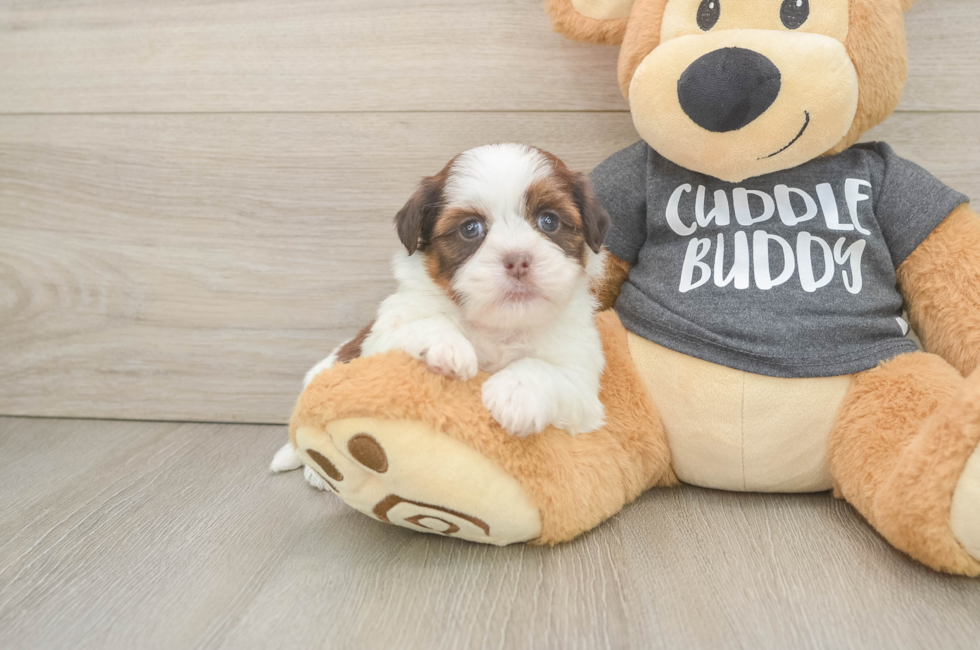 5 week old Havashu Puppy For Sale - Simply Southern Pups