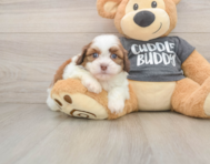 5 week old Havashu Puppy For Sale - Simply Southern Pups