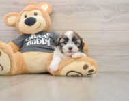 5 week old Havashu Puppy For Sale - Simply Southern Pups