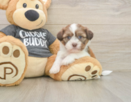 5 week old Havashu Puppy For Sale - Simply Southern Pups