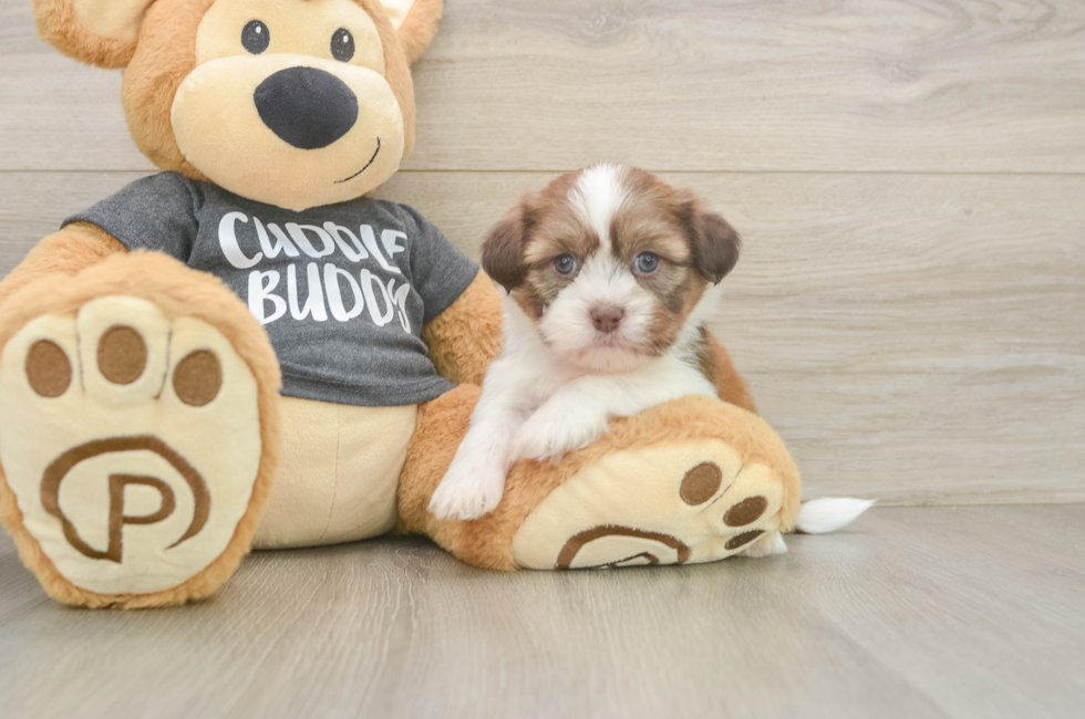 5 week old Havashu Puppy For Sale - Simply Southern Pups