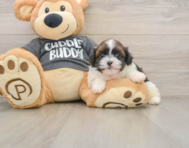 5 week old Havashu Puppy For Sale - Simply Southern Pups