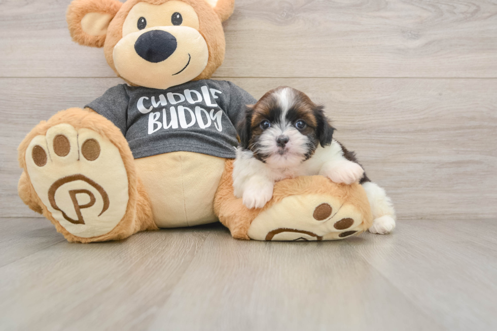 Havashu Pup Being Cute
